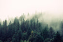 Foggy Pine Forest