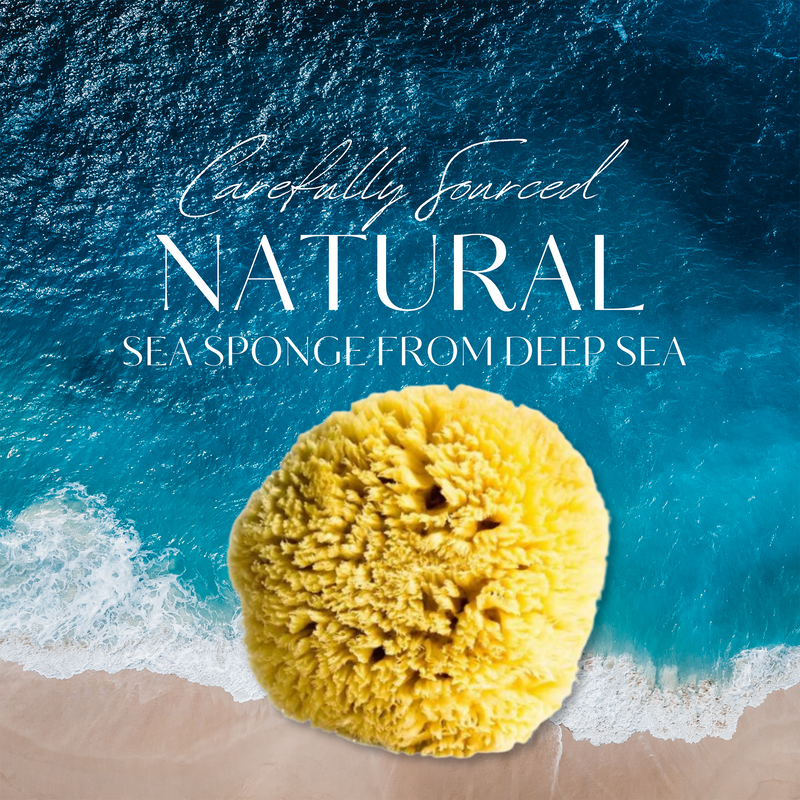 Barefoot Venus All Natural Sea Premium Sponge - Medium Size