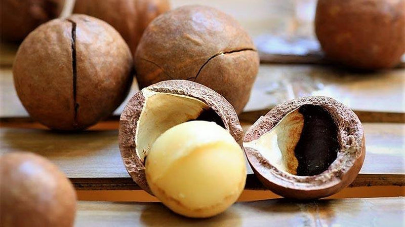 Barefoot Venus Coconut Kiss Macadamia Oil Body Cream 8 Ounces-Ingrediients